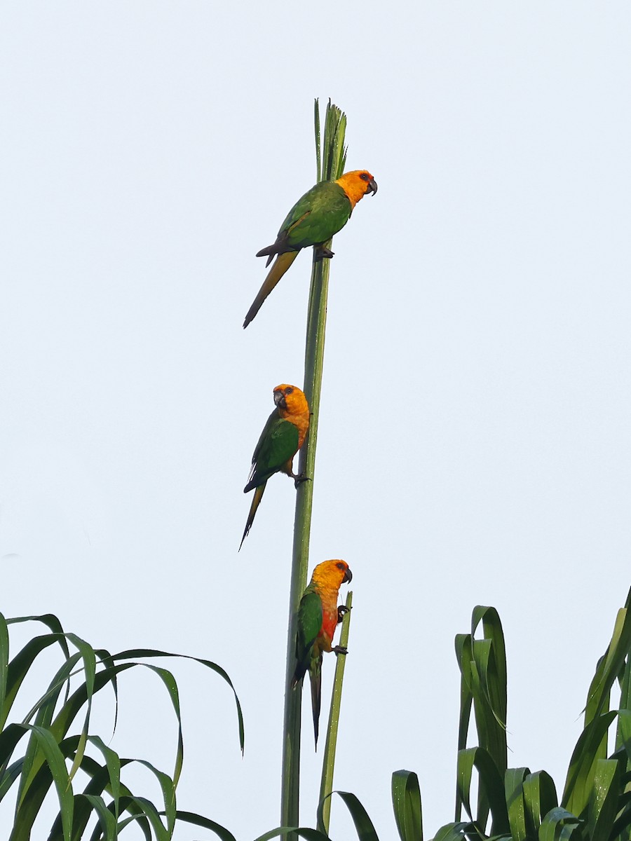 Jandaya Parakeet - ML643893618