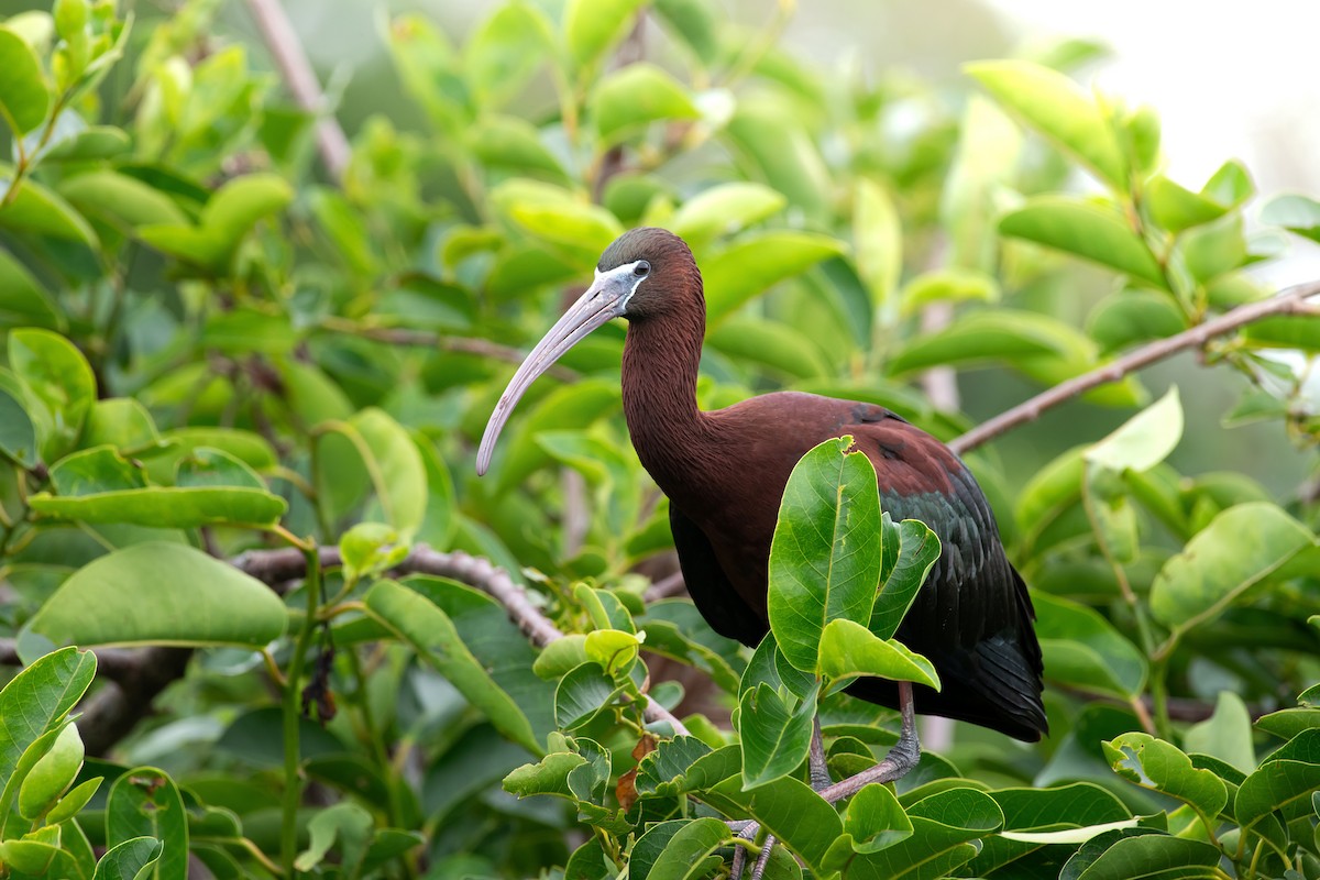Glossy Ibis - ML643893625