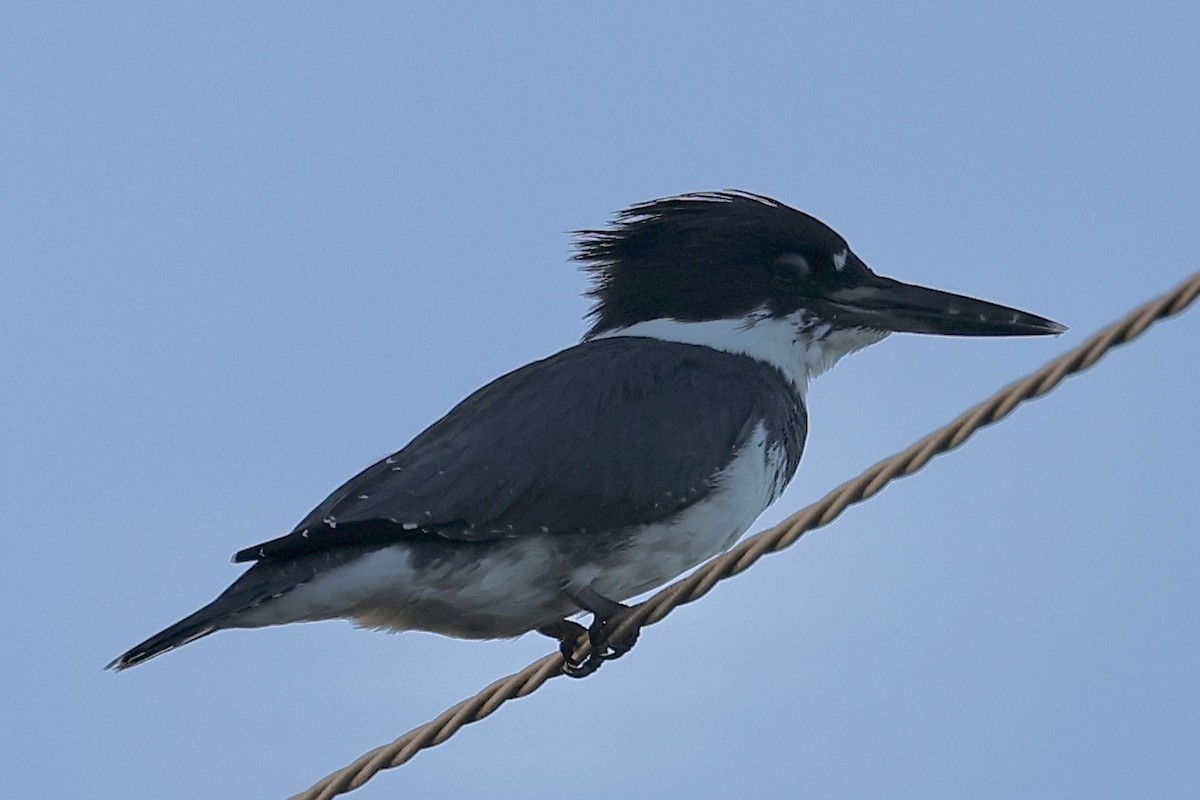Belted Kingfisher - ML643893657