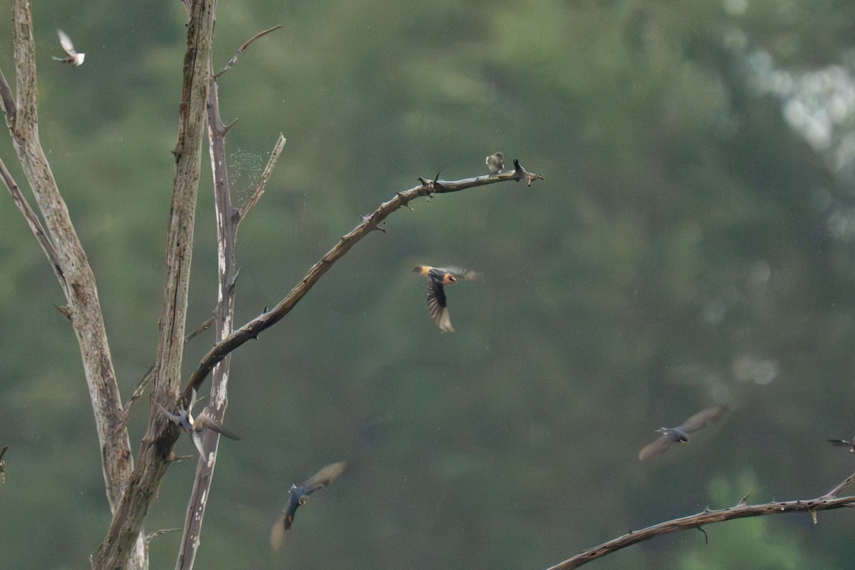 Cave Swallow - ML643893681