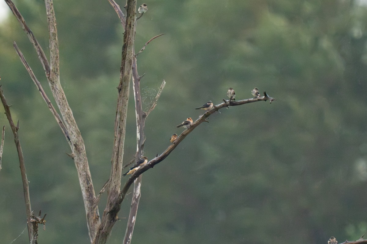 Cave Swallow - ML643893682