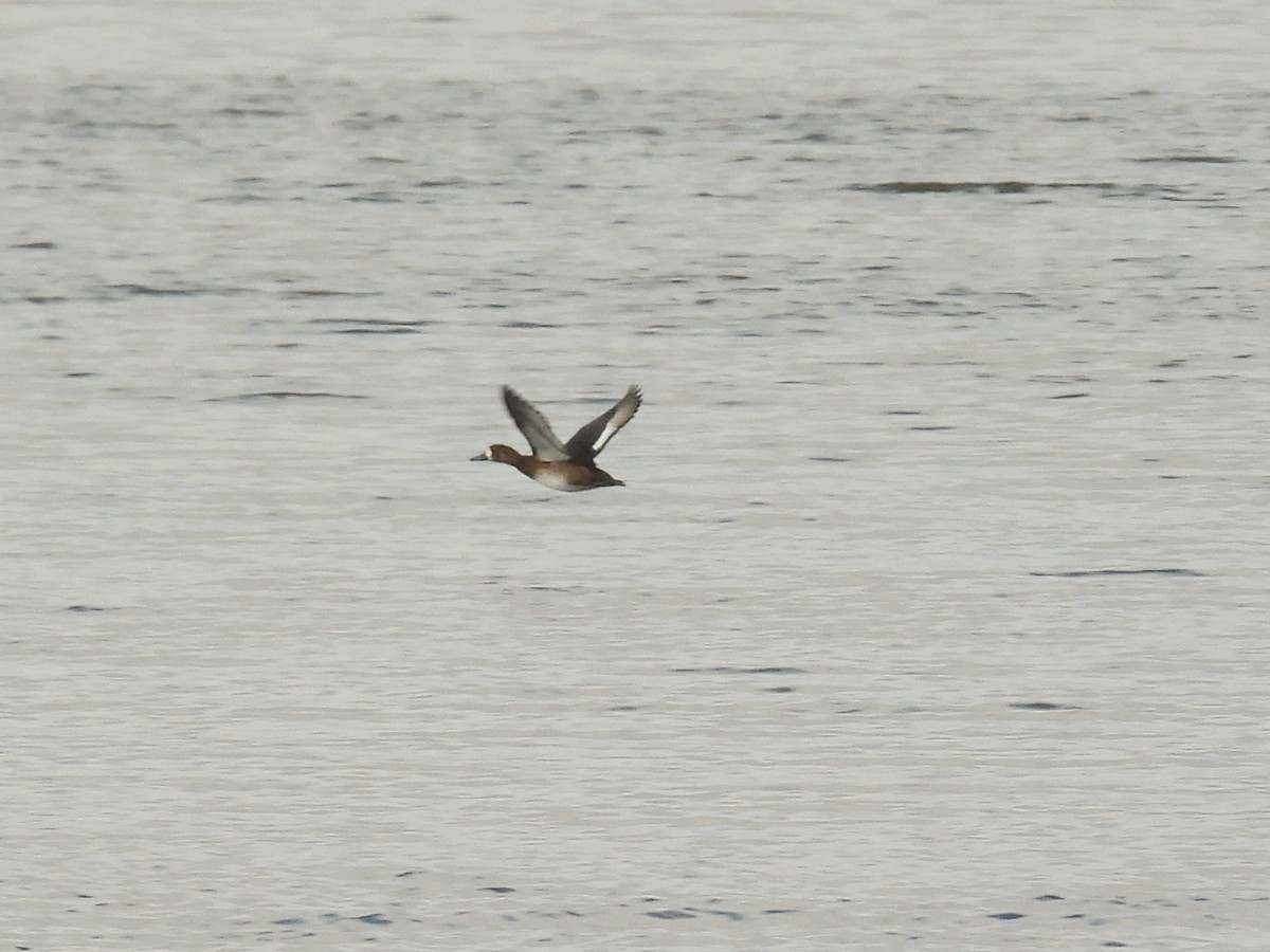 Greater Scaup - ML643893683