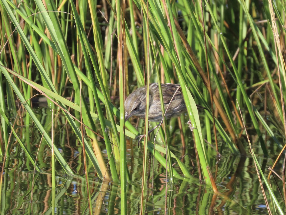 Seaside Sparrow - ML643893687