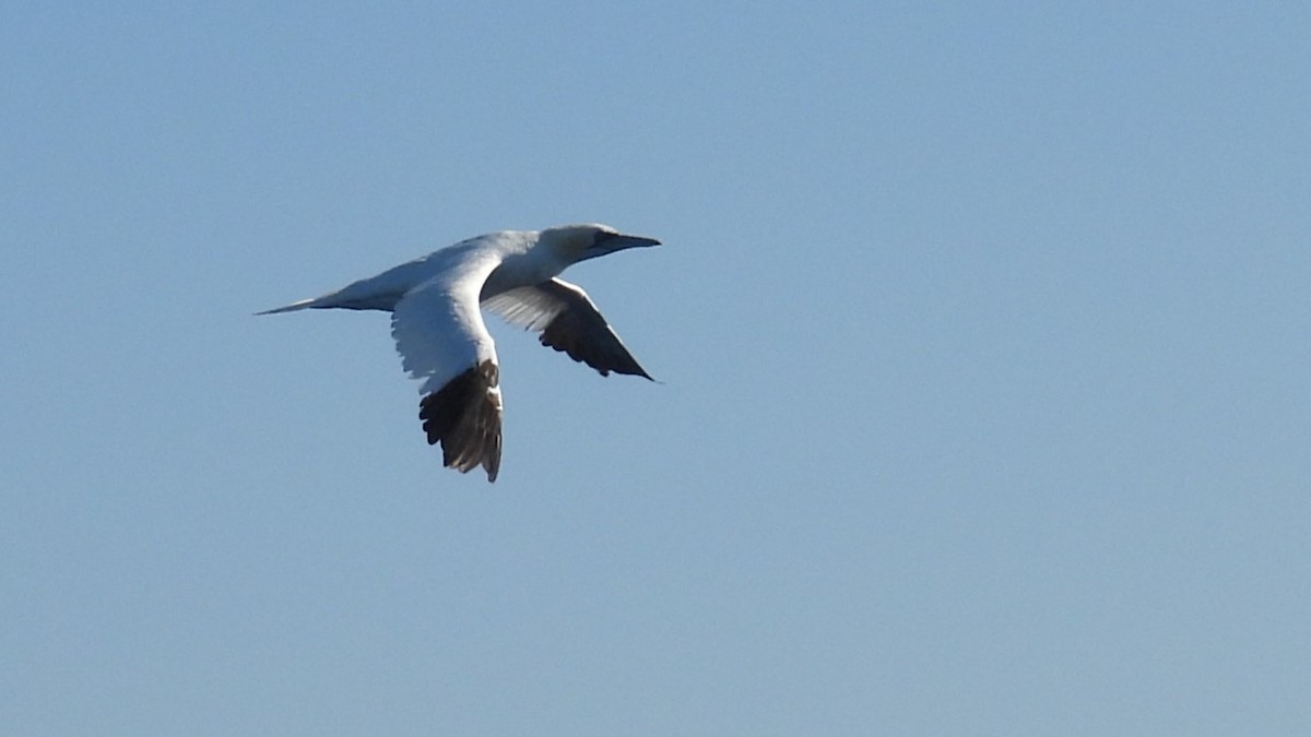 Northern Gannet - ML643893690