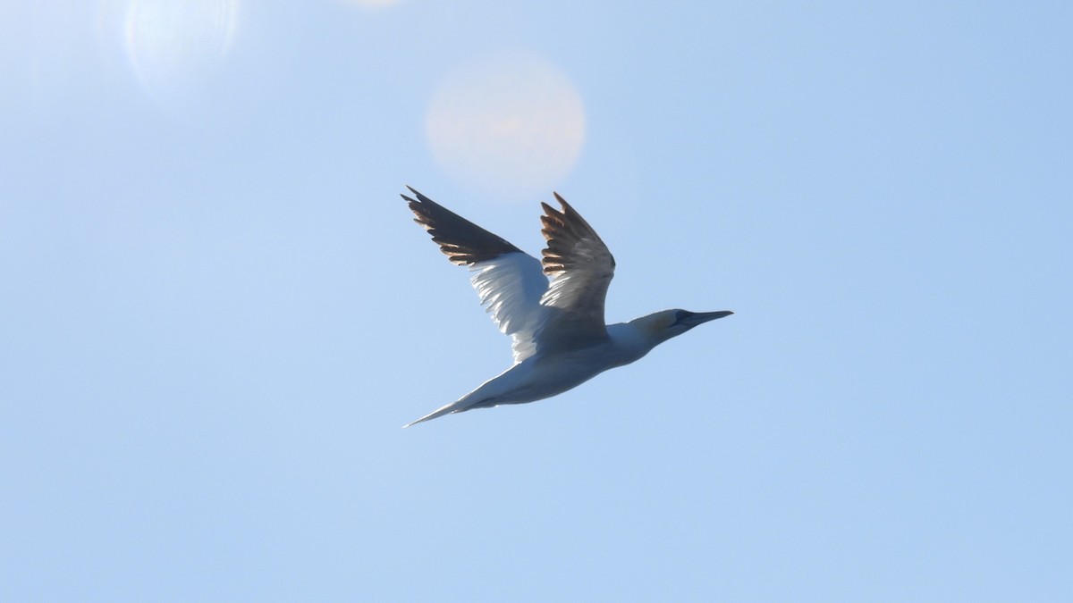 Northern Gannet - ML643893691
