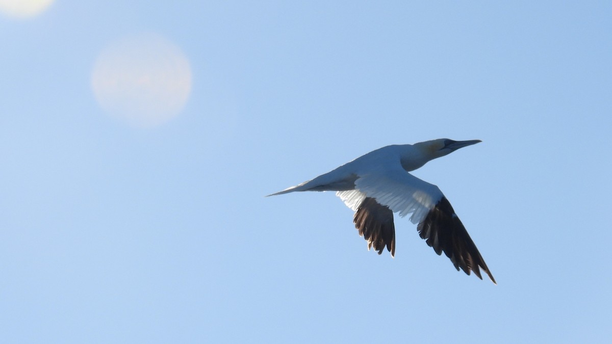 Northern Gannet - ML643893692