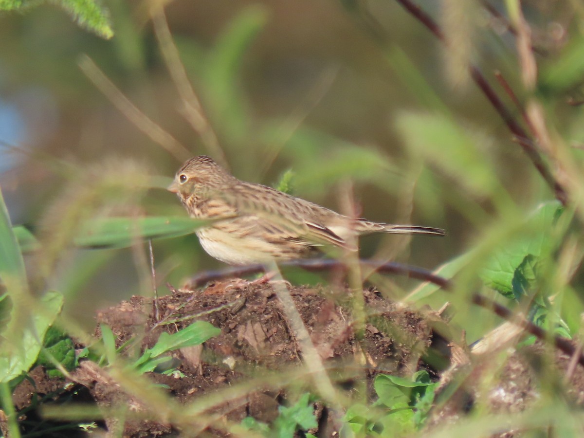 Vesper Sparrow - ML643893699