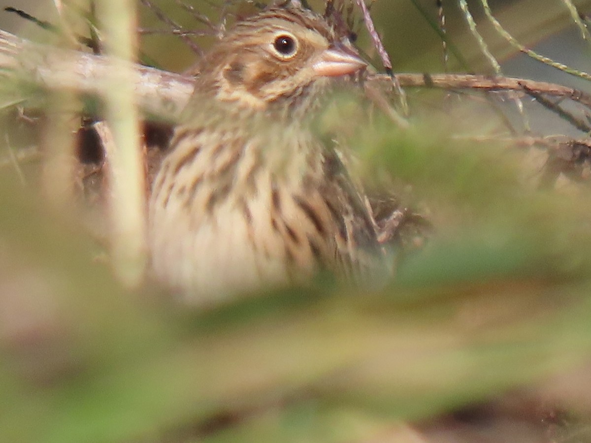 Vesper Sparrow - ML643893700