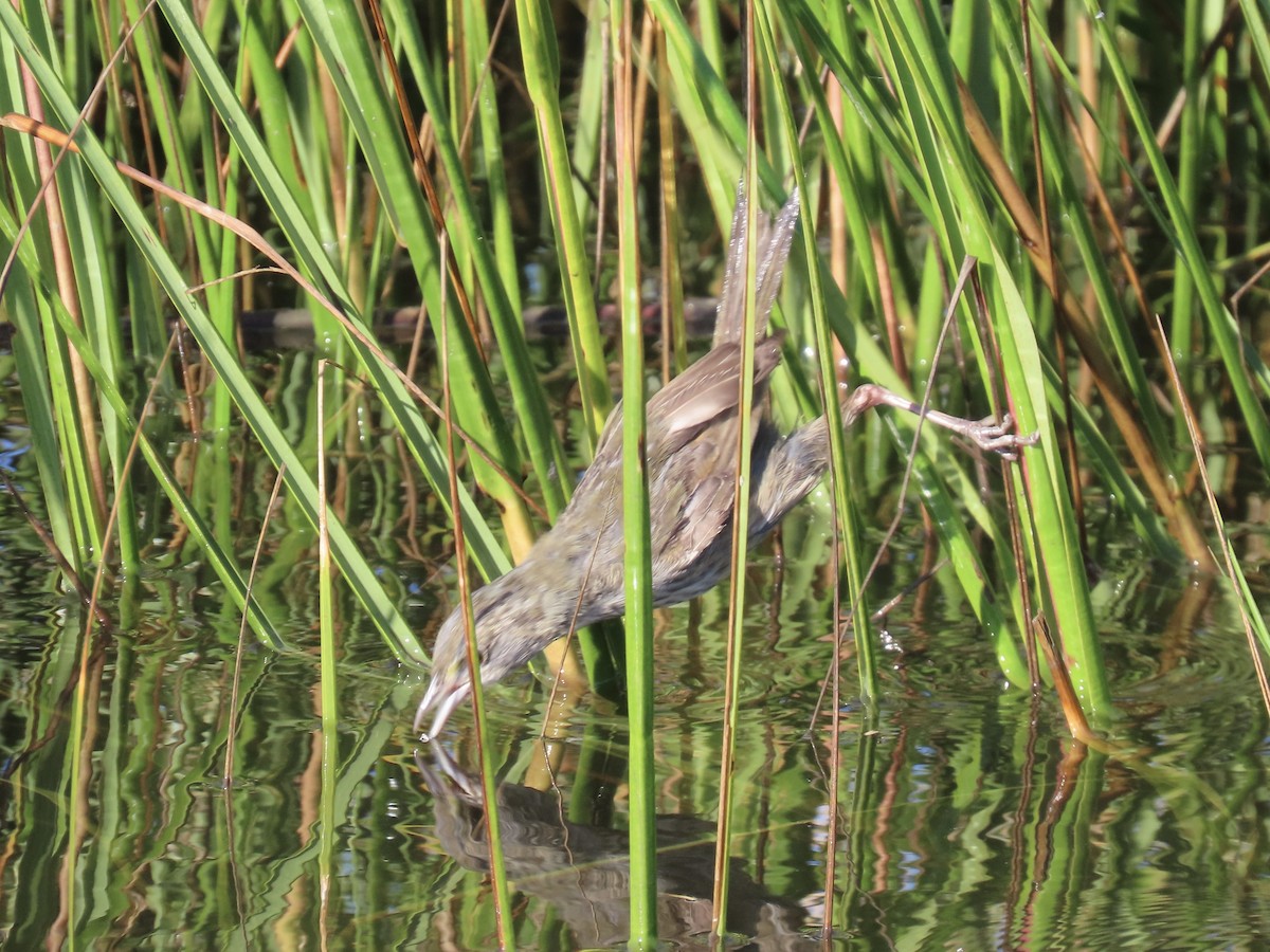 Seaside Sparrow - ML643893704