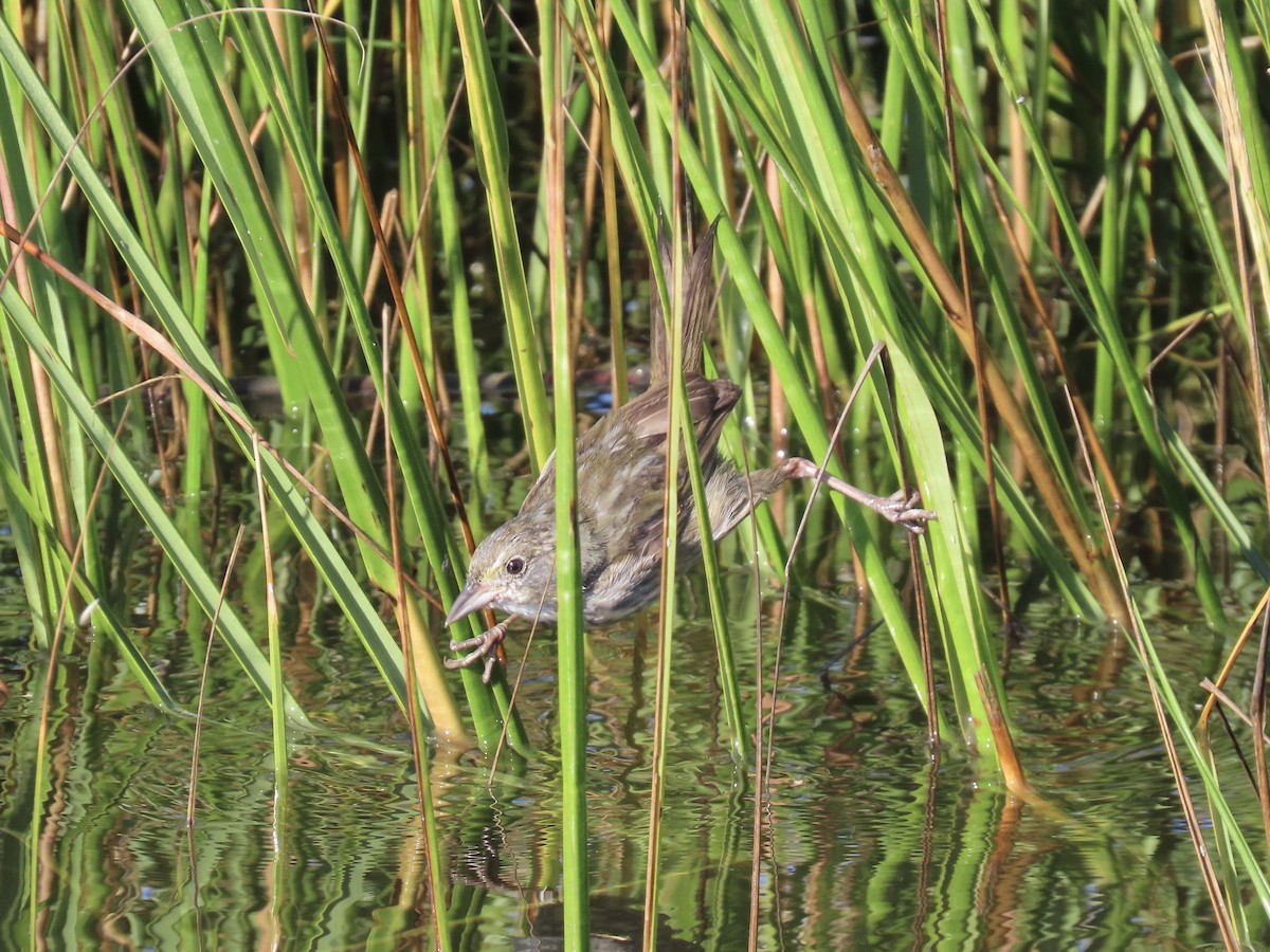 Seaside Sparrow - ML643893715