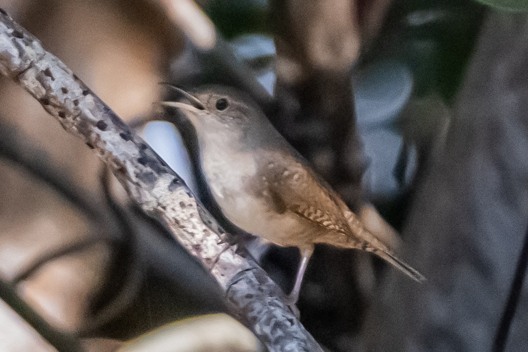 Northern House Wren - ML643893720