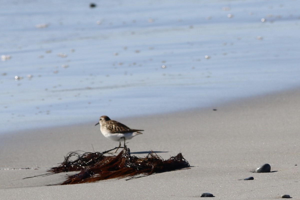 Least Sandpiper - ML643893727