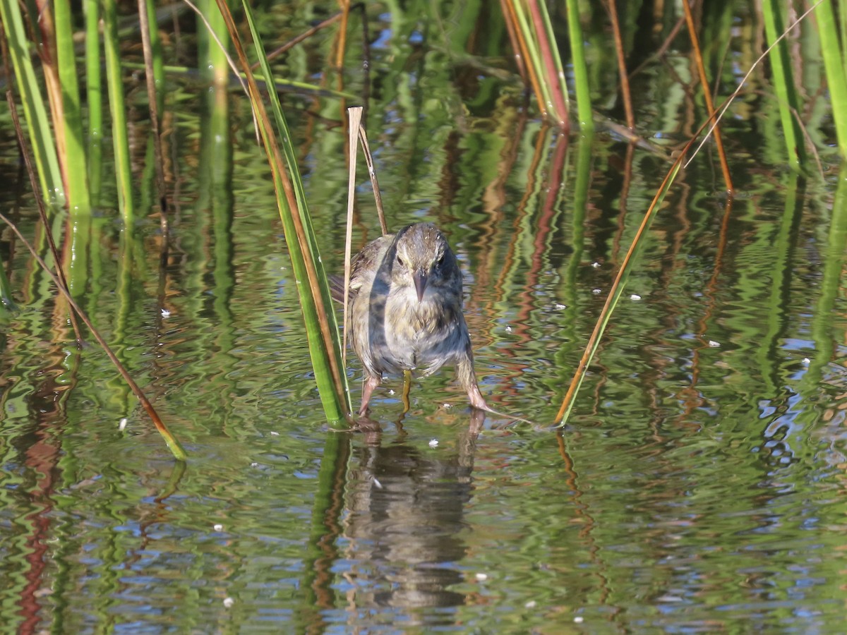 Seaside Sparrow - ML643893728