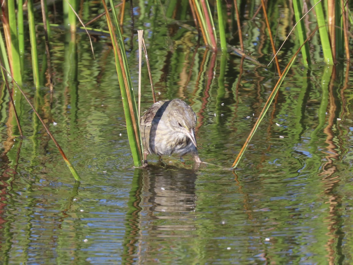 Seaside Sparrow - ML643893729