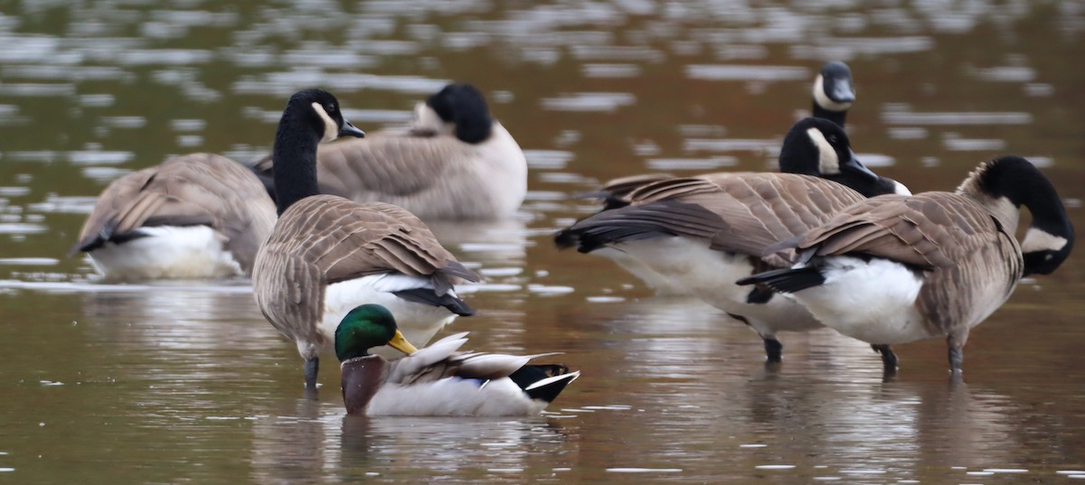 マガモ - ML643893736