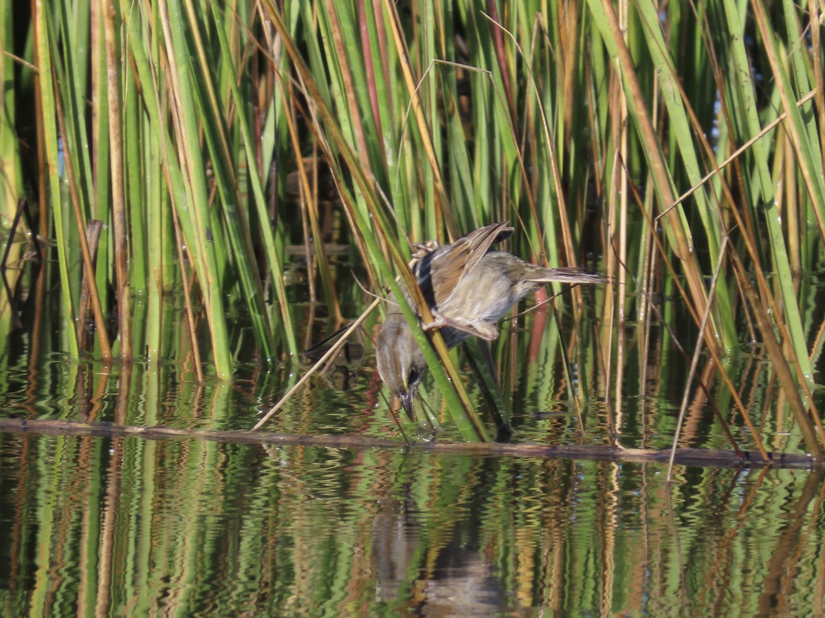 Seaside Sparrow - ML643893737