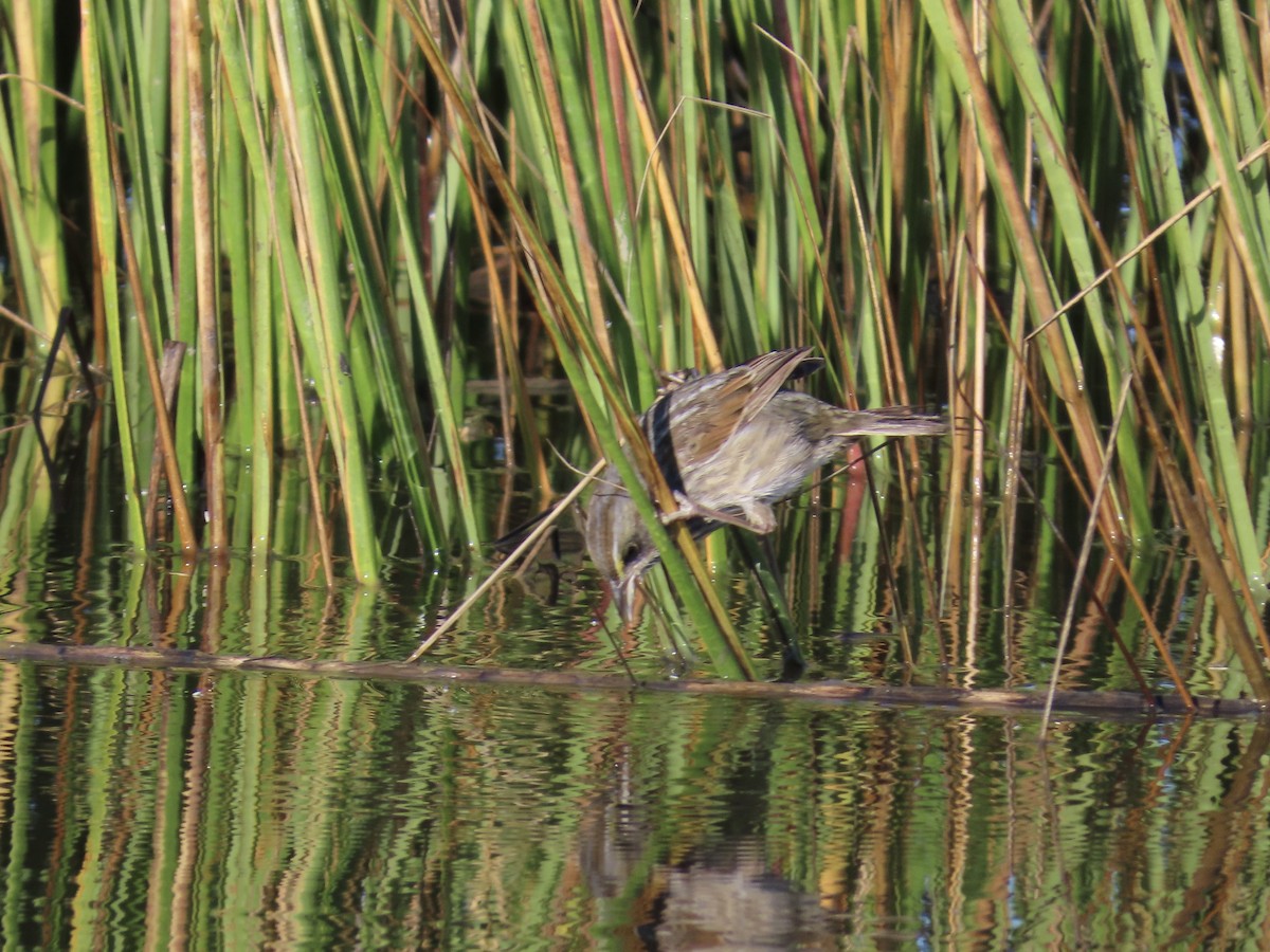 Seaside Sparrow - ML643893738