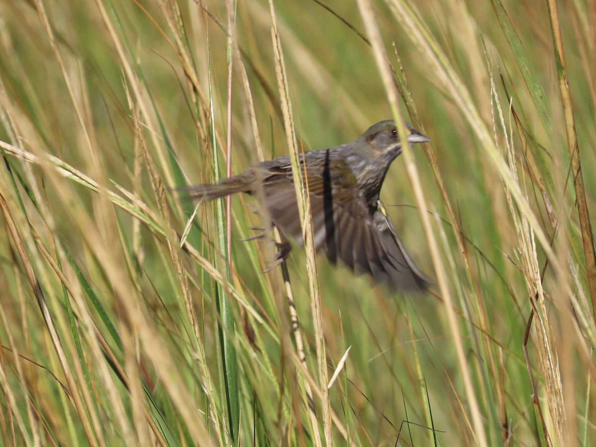Seaside Sparrow - ML643893745