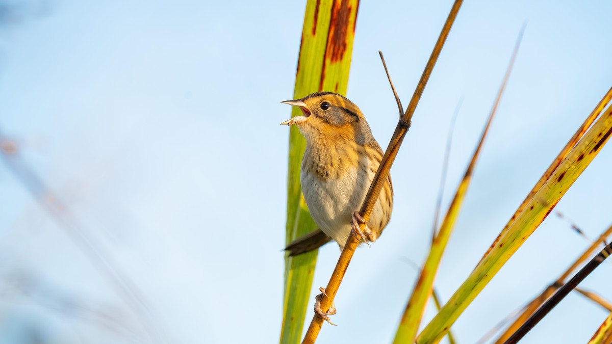 Nelson's Sparrow - ML643893748