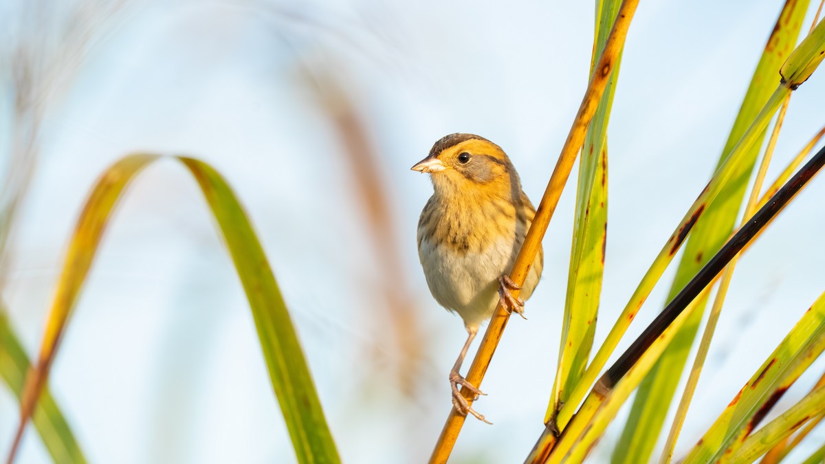 Nelson's Sparrow - ML643893749