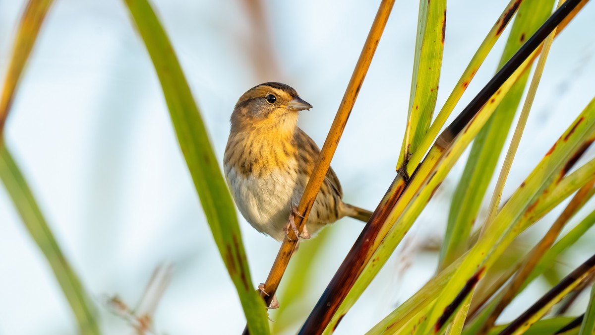Nelson's Sparrow - ML643893750
