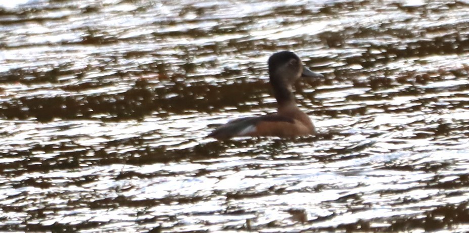 クビワキンクロ - ML643893752