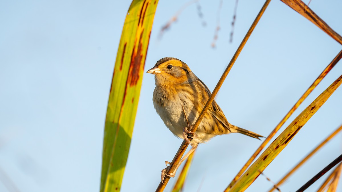 Nelson's Sparrow - ML643893758