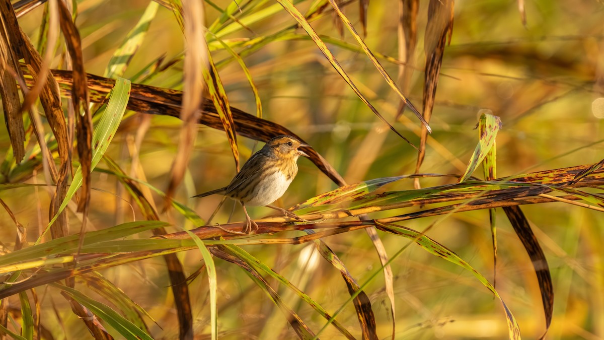 Nelson's Sparrow - ML643893759