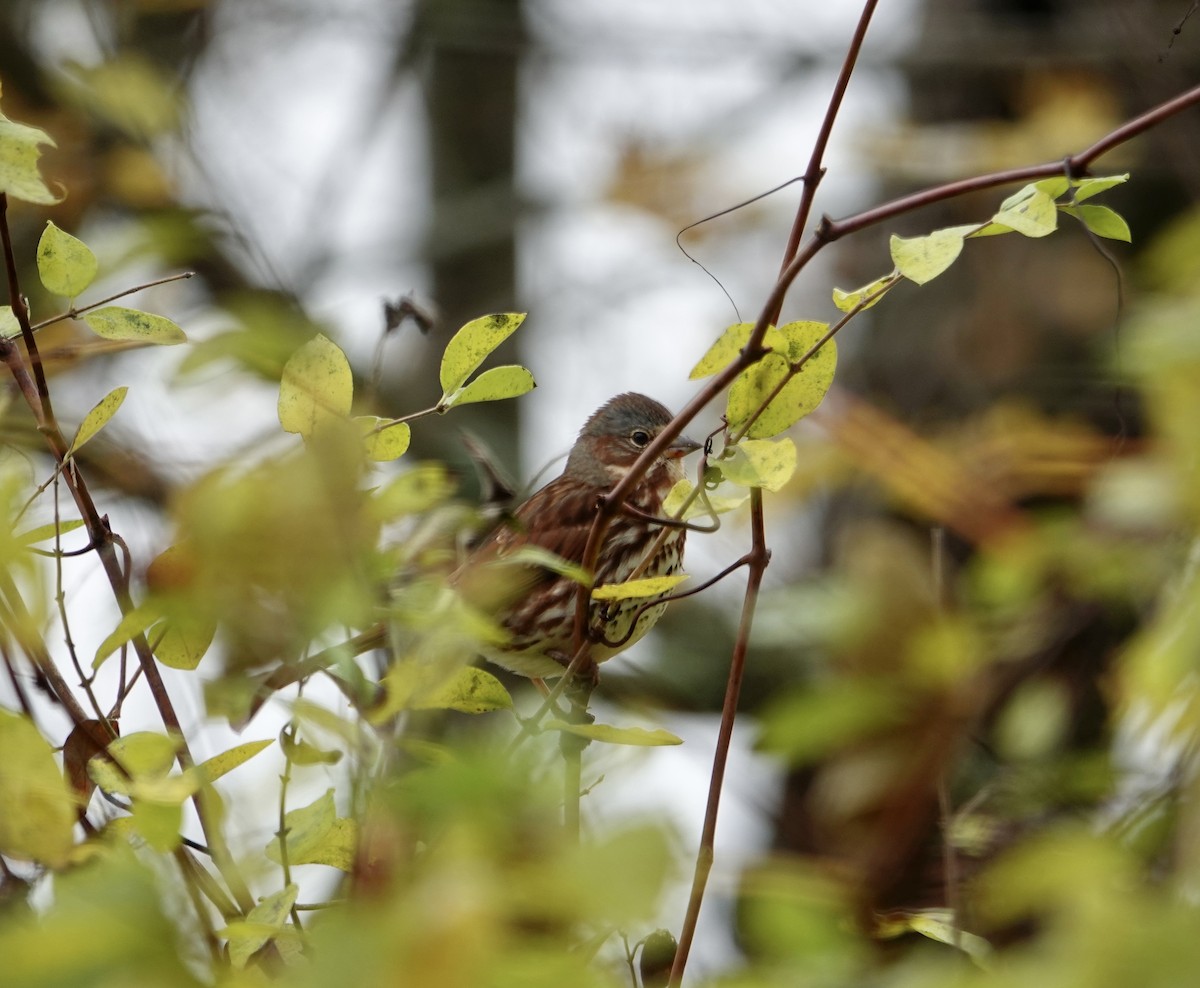 Fox Sparrow - ML643893761