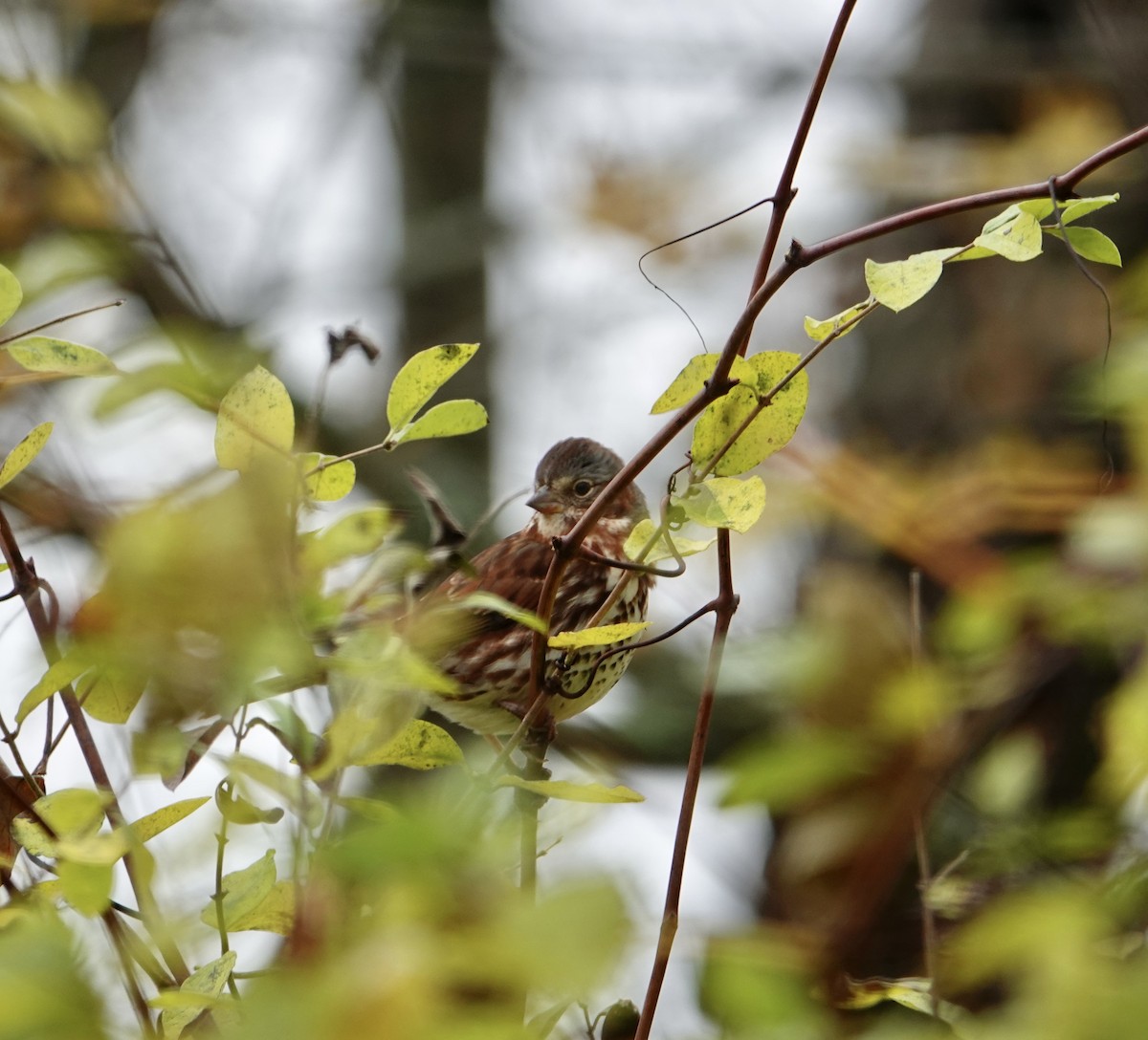 Fox Sparrow - ML643893762