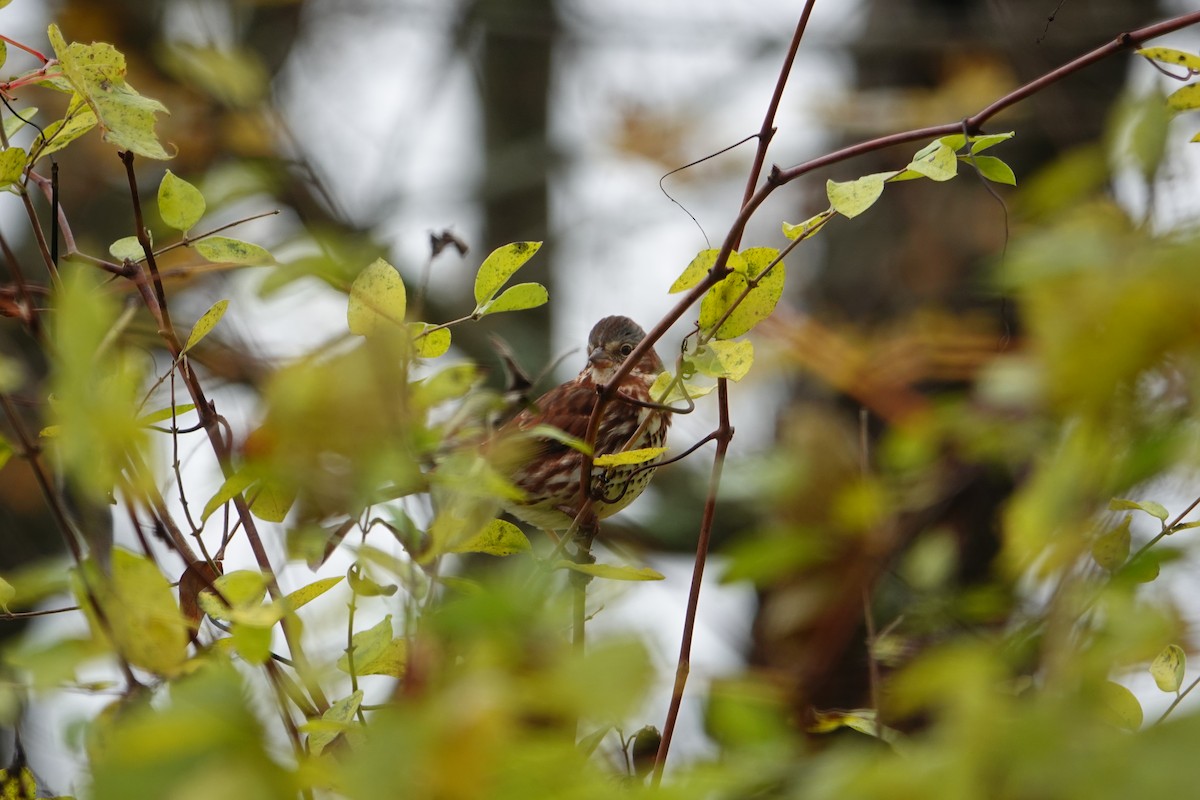 Fox Sparrow - ML643893763