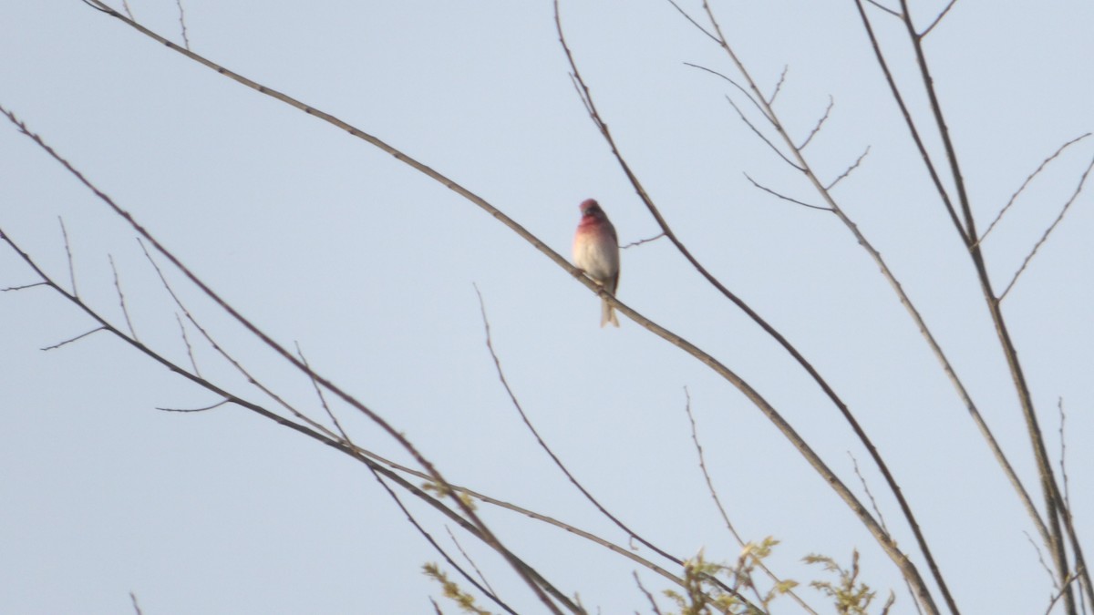 Common Rosefinch - ML643893764
