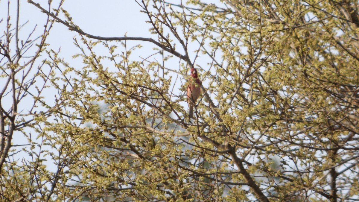 Common Rosefinch - ML643893765