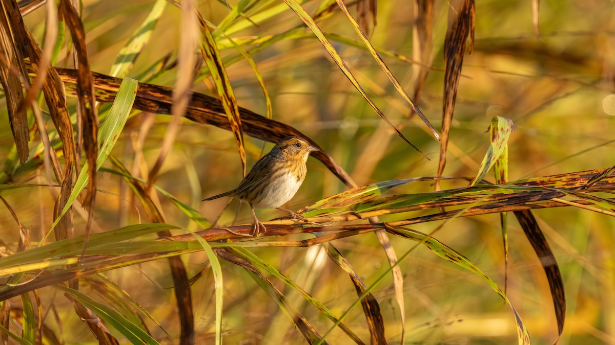 Nelson's Sparrow - ML643893766