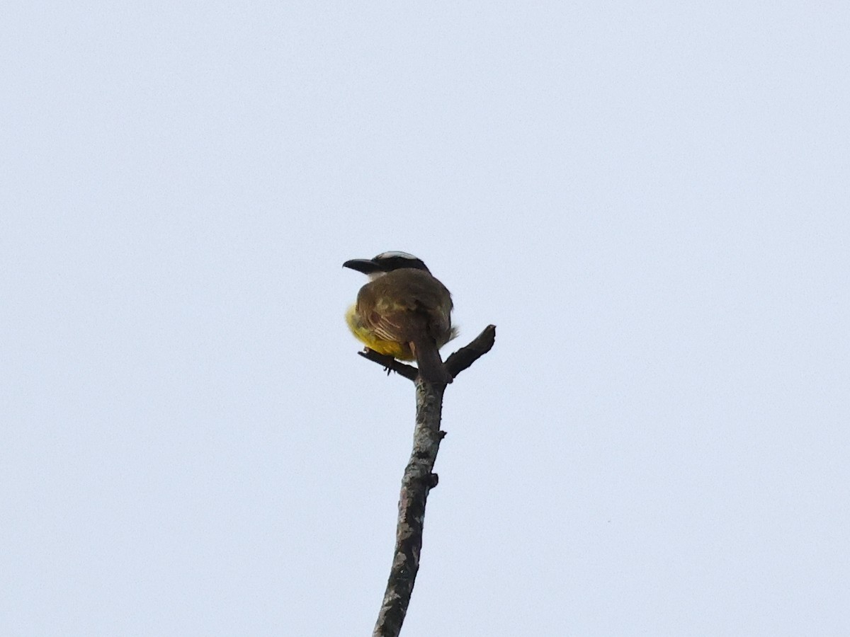 Boat-billed Flycatcher - ML643893770