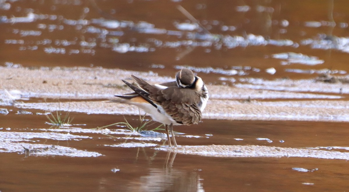 フタオビチドリ - ML643893783