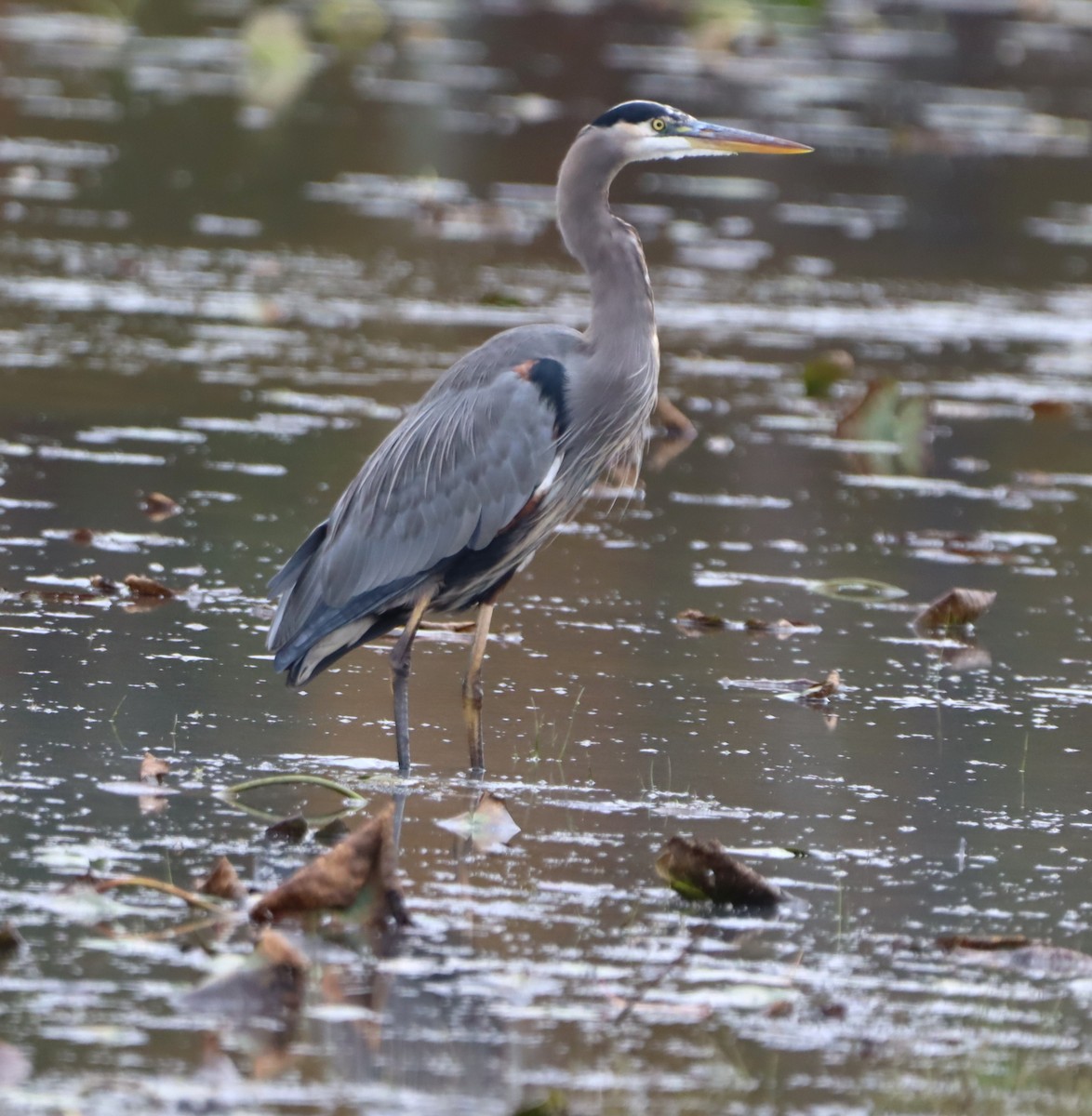 オオアオサギ - ML643893800