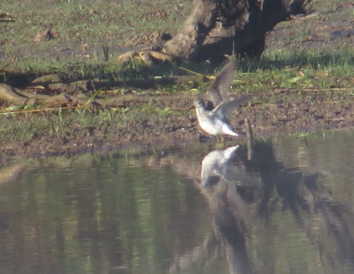 Stilt Sandpiper - ML643893806
