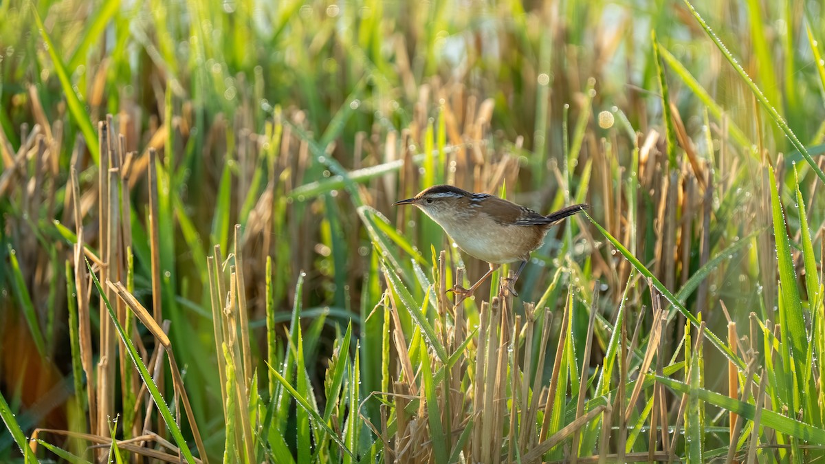 Marsh Wren - ML643893809