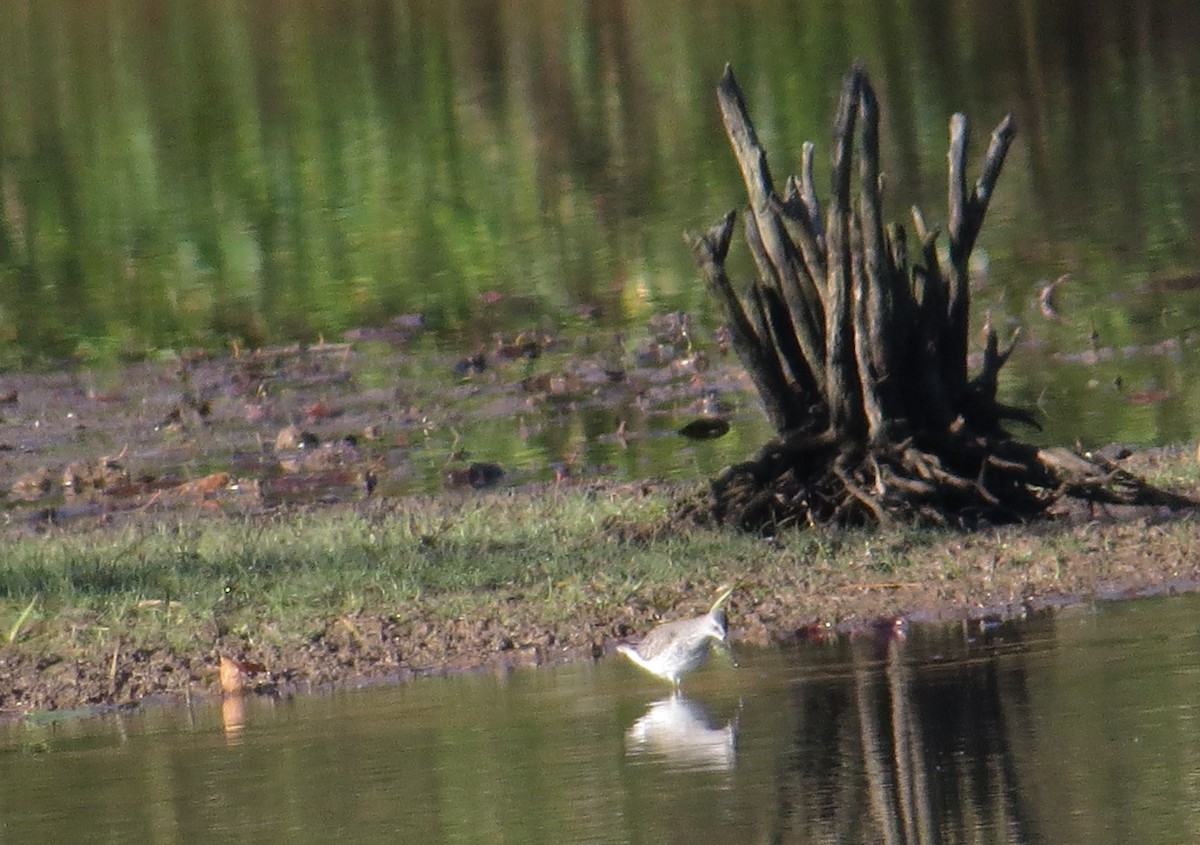 Stilt Sandpiper - ML643893821
