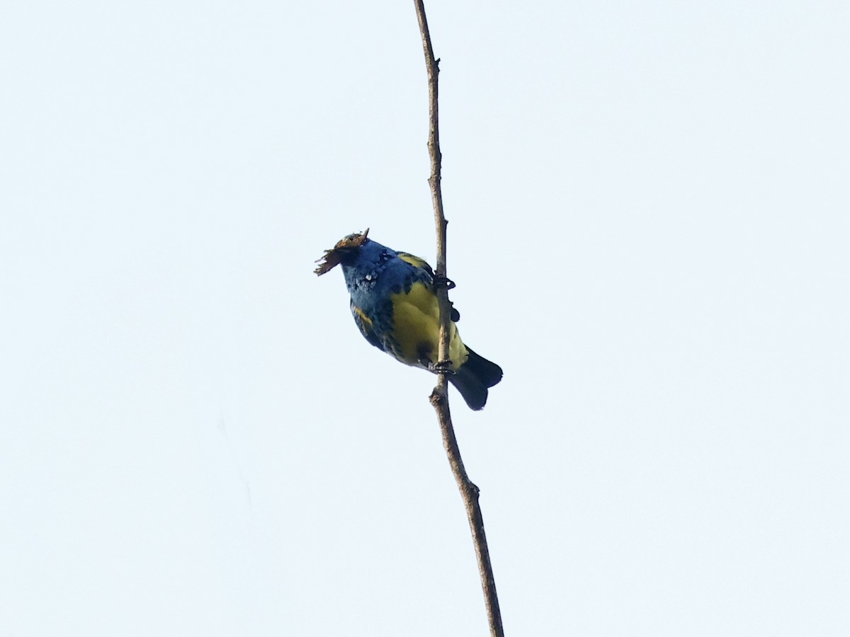 Turquoise Tanager - ML643893824