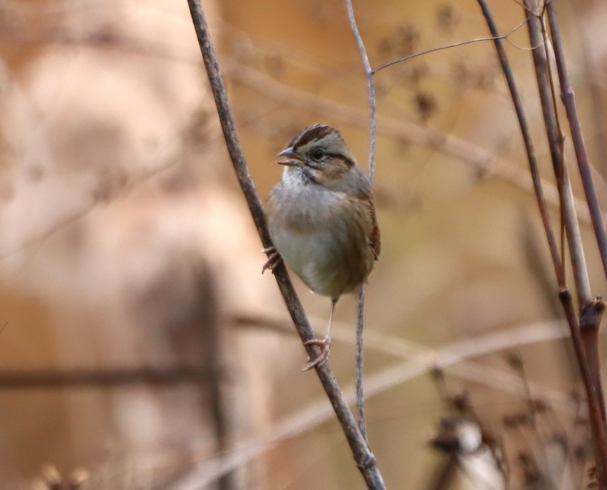 ヌマウタスズメ - ML643893828