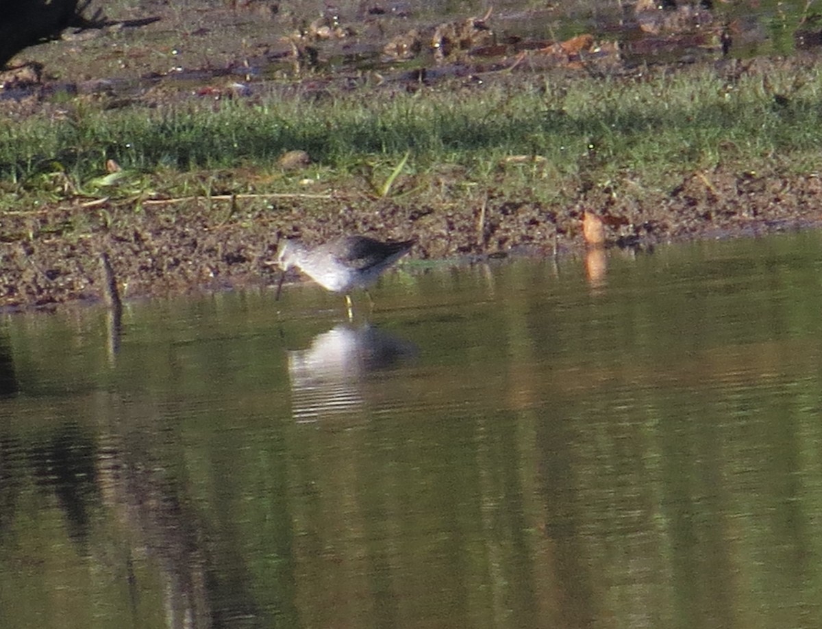 Stilt Sandpiper - ML643893829