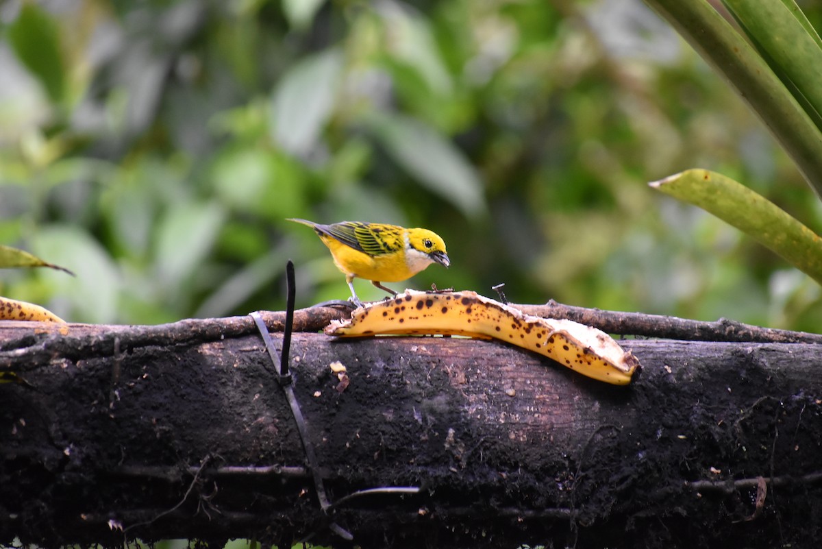 Silver-throated Tanager - ML643893833