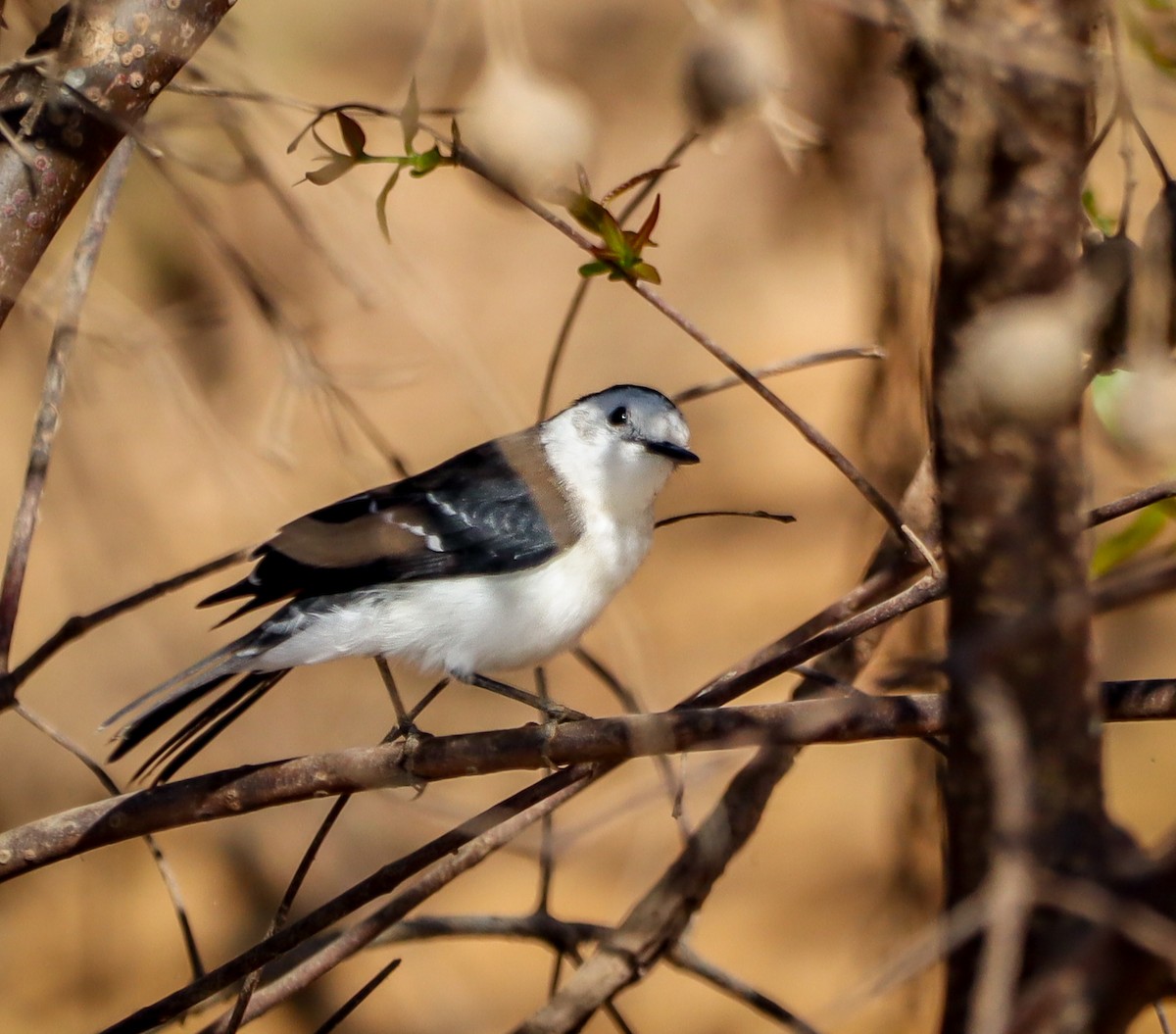 Черноспинный мухолов - ML643893835