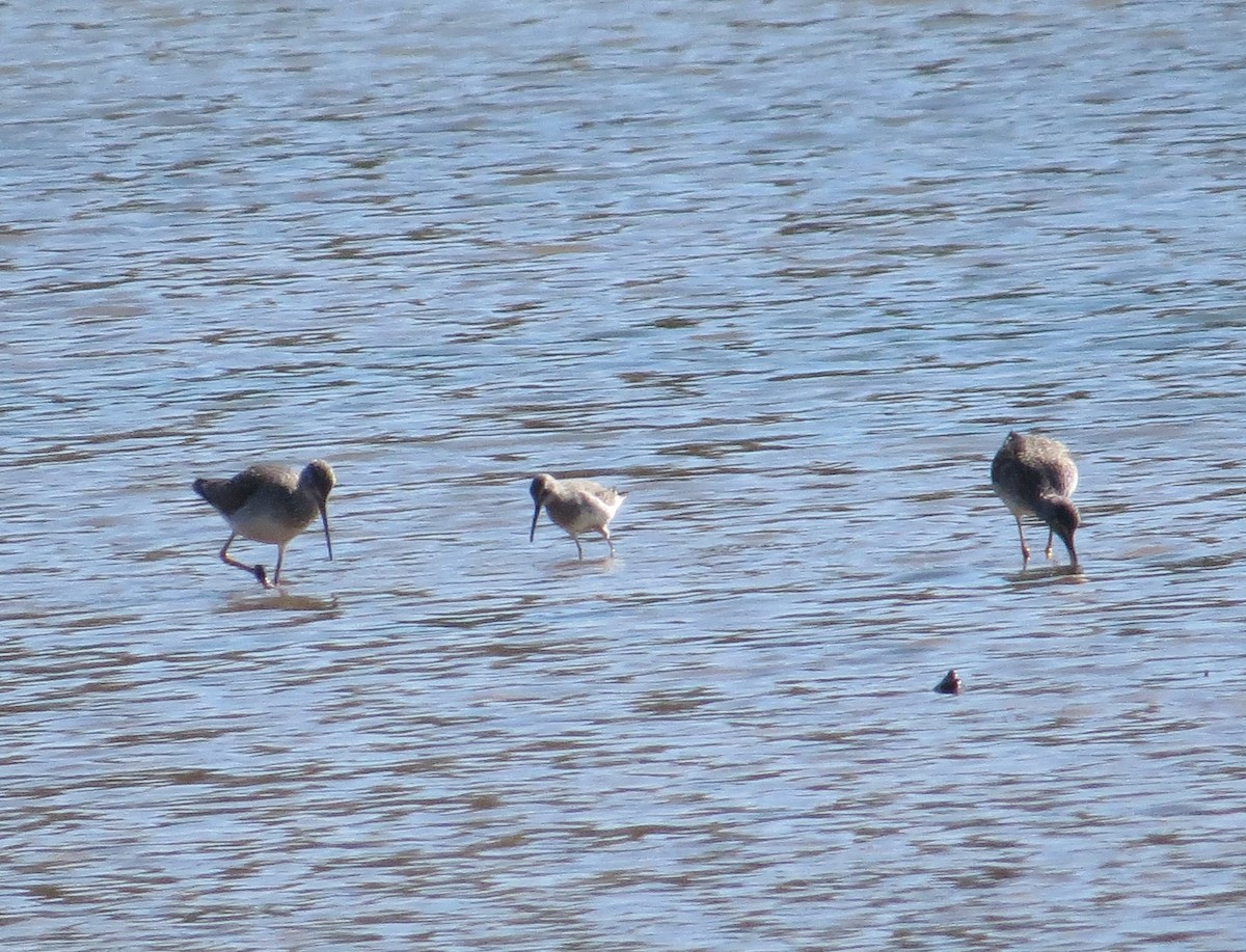 Stilt Sandpiper - ML643893841