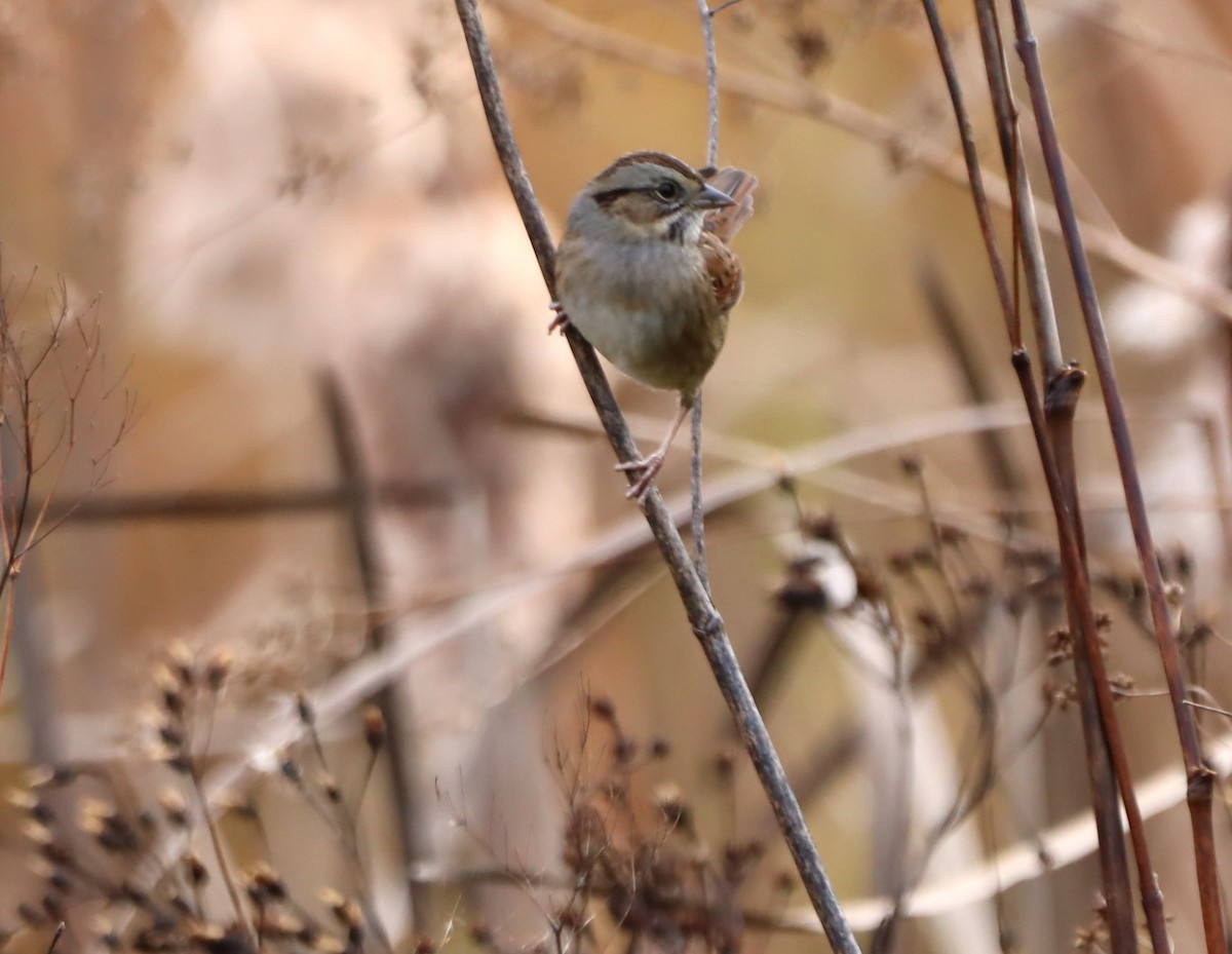 ヌマウタスズメ - ML643893842