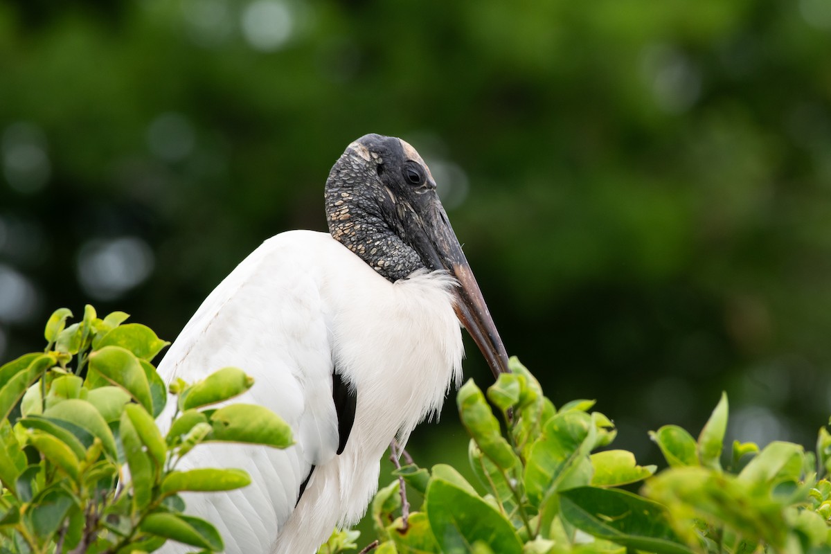 amerikastork - ML643893853