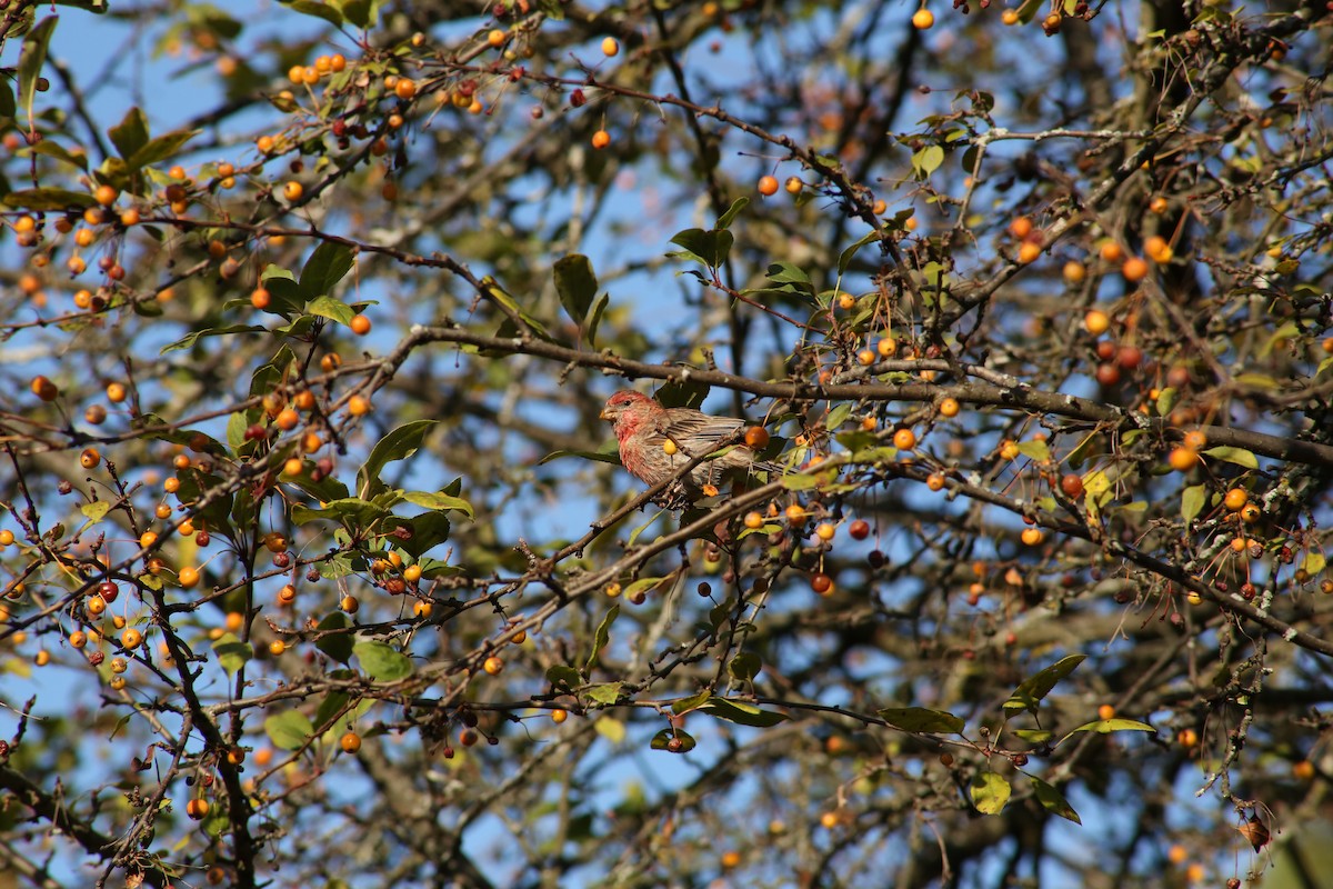 House Finch - ML643893854