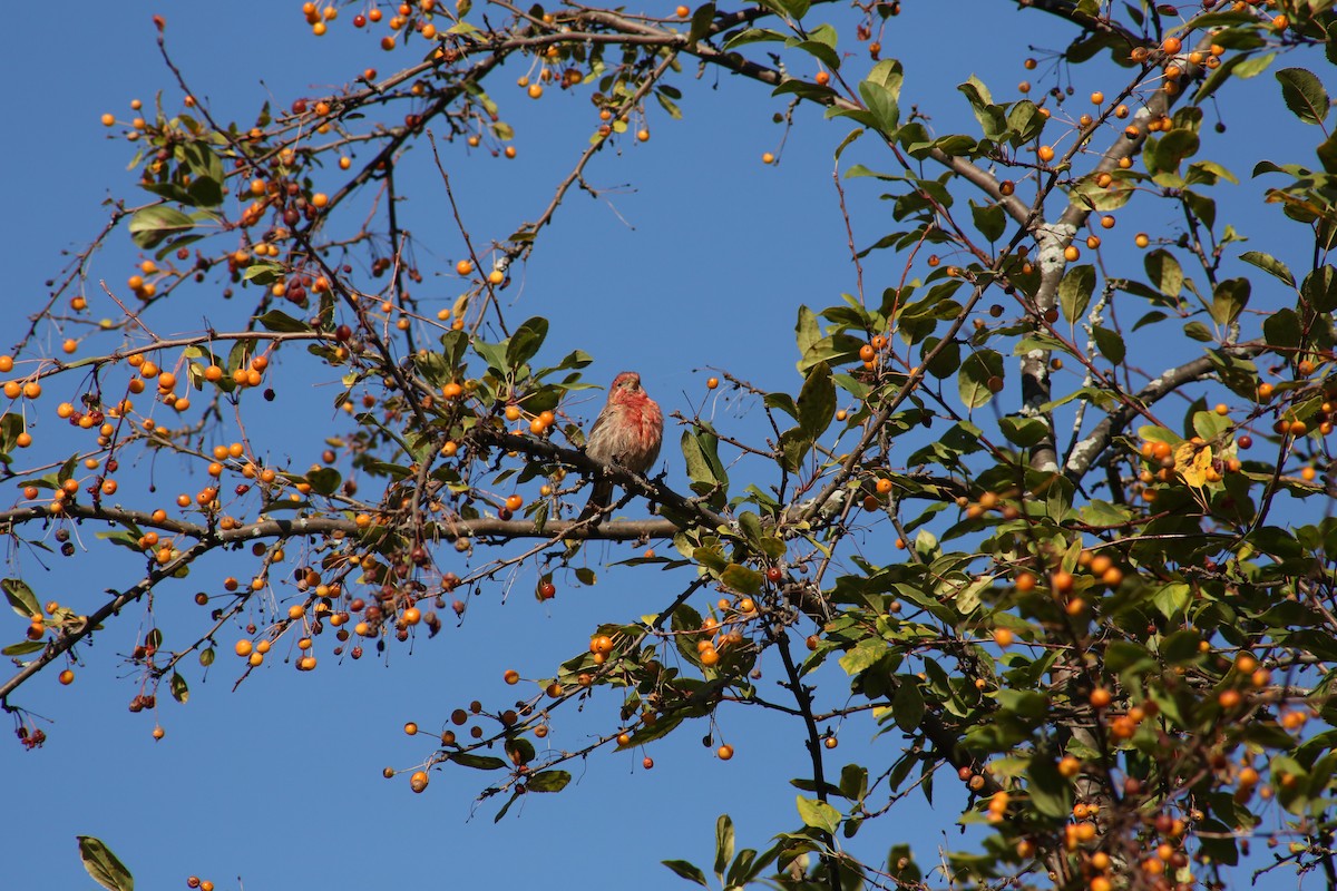 House Finch - ML643893855
